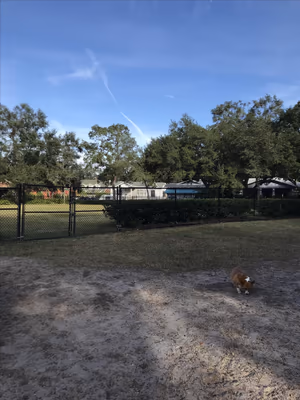 Dog Park at Palma Ceia Park photo 1